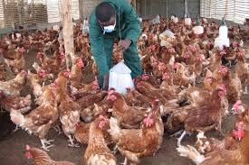 Poultry Mgmt
