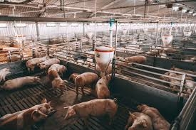 Livestock Care