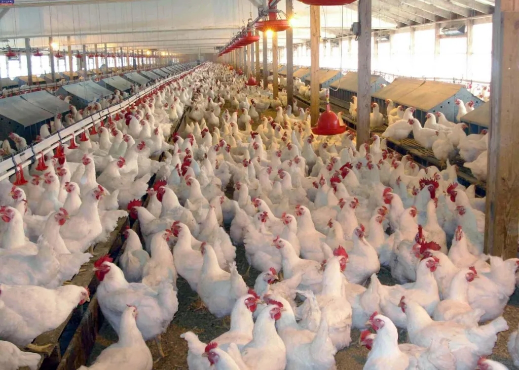 Poultry Care